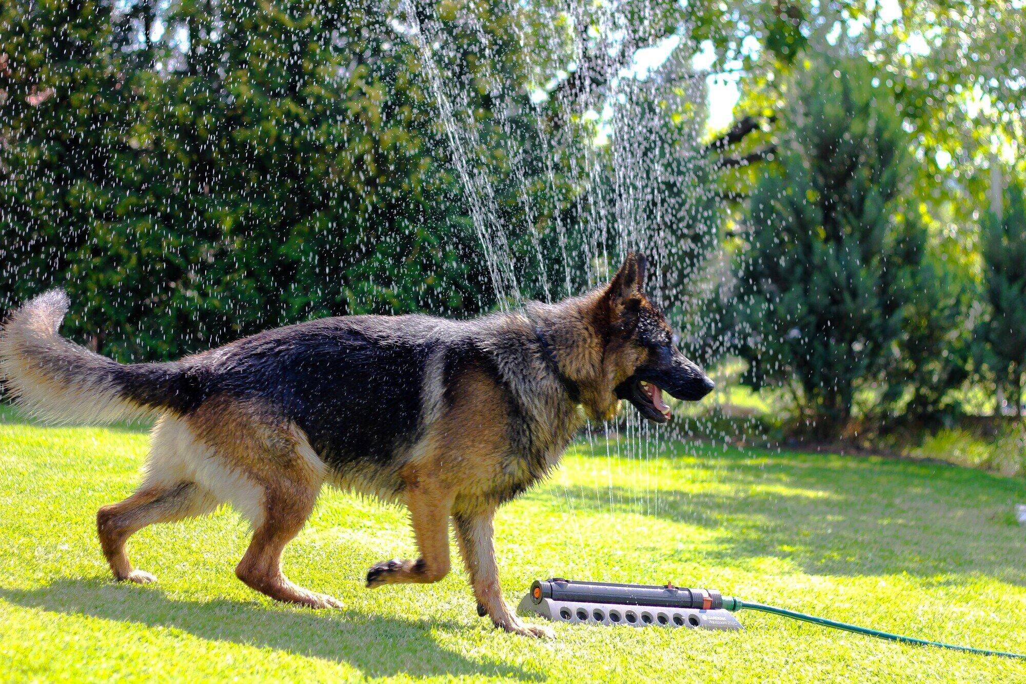 The Benefits of Support Animals in HOA Living